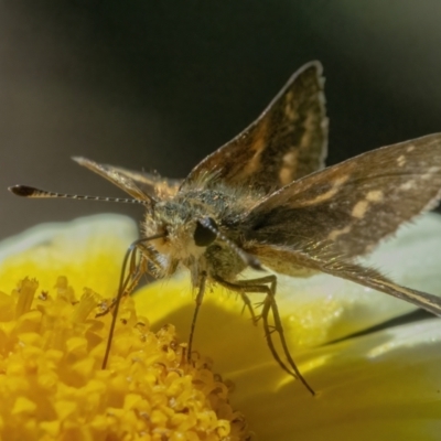 Taractrocera papyria (White-banded Grass-dart) at Googong, NSW - 8 May 2022 by WHall