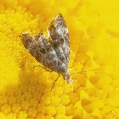 Choreutidae (family) (Metalmark Moths) at QPRC LGA - 8 May 2022 by WHall