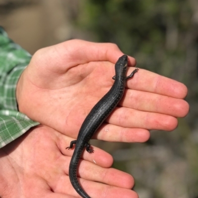 Unidentified Skink at Tasman National Park - 7 Dec 2017 by BrianHerps