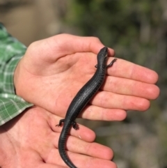 Unidentified Skink (TBC) at Fortescue, TAS - 7 Dec 2017 by BrianHerps