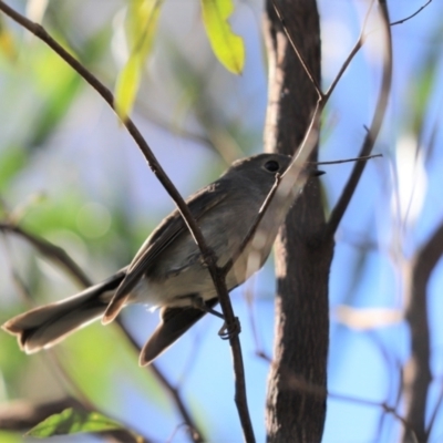 Petroica rosea (Rose Robin) at Cook, ACT - 8 May 2022 by Tammy