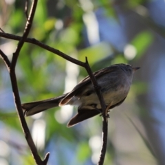 Petroica rosea at Cook, ACT - 8 May 2022