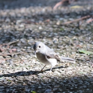 Petroica rosea at Cook, ACT - 8 May 2022 01:35 PM