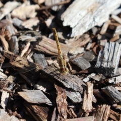 Diplacodes bipunctata (Wandering Percher) at Cook, ACT - 8 May 2022 by Tammy