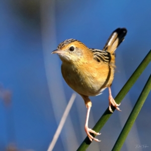 Cisticola exilis at Fyshwick, ACT - 8 May 2022