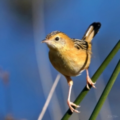 Cisticola exilis (Golden-headed Cisticola) at Fyshwick, ACT - 8 May 2022 by DonTaylor