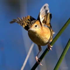 Cisticola exilis at Fyshwick, ACT - suppressed