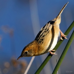 Cisticola exilis at Fyshwick, ACT - 8 May 2022