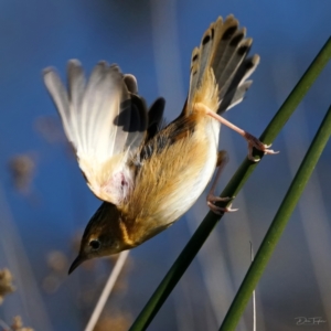 Cisticola exilis at Fyshwick, ACT - 8 May 2022