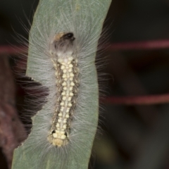 Uraba lugens (Gumleaf Skeletonizer) at Acton, ACT - 4 Feb 2022 by AlisonMilton