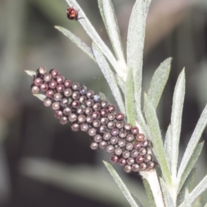 Oechalia schellenbergii at Acton, ACT - 4 Feb 2022