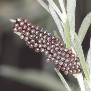 Oechalia schellenbergii at Acton, ACT - 4 Feb 2022