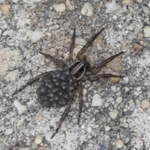 Lycosidae (family) at Acton, ACT - 4 Feb 2022 02:46 PM