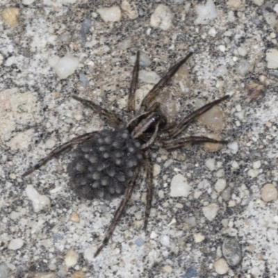 Lycosidae (family) (Wolf spider) at Acton, ACT - 4 Feb 2022 by AlisonMilton