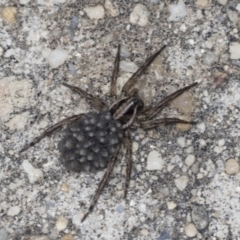 Lycosidae sp. (family) (Unidentified wolf spider) at Acton, ACT - 4 Feb 2022 by AlisonMilton