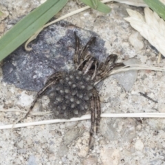 Lycosidae (family) at Acton, ACT - 4 Feb 2022 02:46 PM