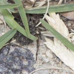 Lycosidae (family) at Acton, ACT - 4 Feb 2022