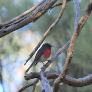 Petroica rosea at Cook, ACT - 8 May 2022