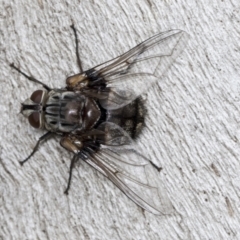 Rutilia sp. (genus) at Acton, ACT - 4 Feb 2022