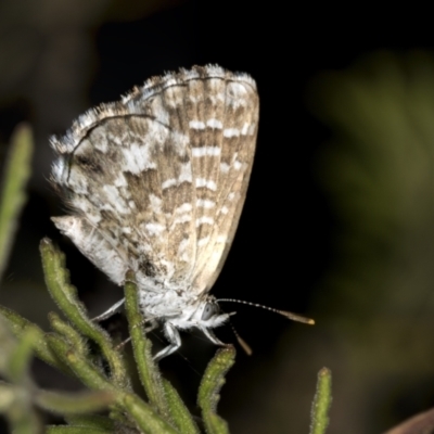 Theclinesthes serpentata (Saltbush Blue) at Acton, ACT - 4 Feb 2022 by AlisonMilton