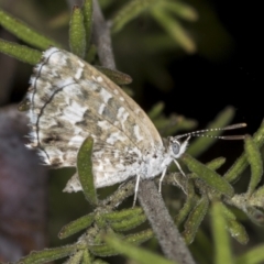 Theclinesthes serpentata at Acton, ACT - 4 Feb 2022