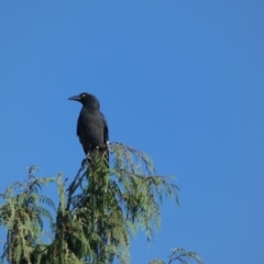 Strepera graculina (Pied Currawong) at McKellar, ACT - 16 Apr 2022 by Amata