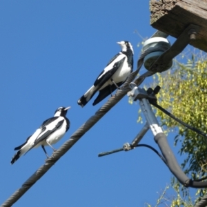 Grallina cyanoleuca at McKellar, ACT - 16 Apr 2022