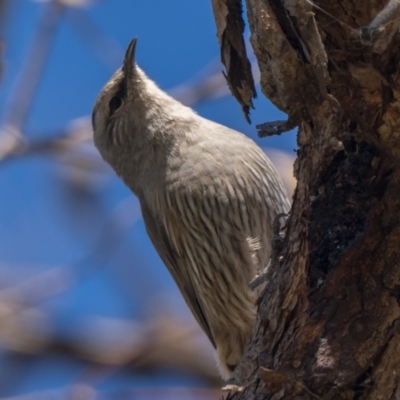 Climacteris picumnus victoriae (Brown Treecreeper) at Booth, ACT - 8 May 2022 by patrickcox