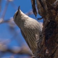 Climacteris picumnus (Brown Treecreeper) at Booth, ACT - 8 May 2022 by patrickcox