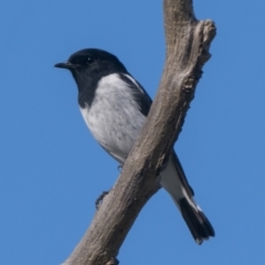 Melanodryas cucullata cucullata (Hooded Robin) at Booth, ACT - 8 May 2022 by patrickcox