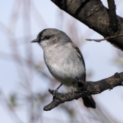 Melanodryas cucullata cucullata at Booth, ACT - 8 May 2022