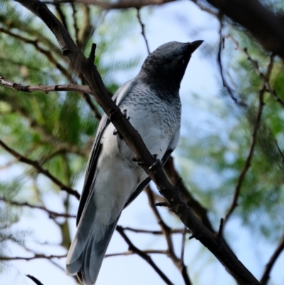 Coracina papuensis (White-bellied Cuckooshrike) at Fisher, ACT - 5 May 2022 by PeterBrown