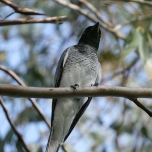 Coracina papuensis at Fisher, ACT - 5 May 2022 04:17 PM