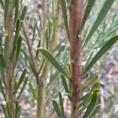 Acacia ligulata (Sandhill Wattle, Small Cooba) at Fentons Creek, VIC - 8 May 2022 by KL