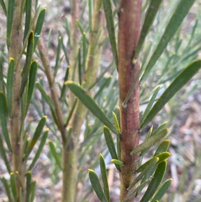 Acacia ligulata (Sandhill Wattle, Small Cooba) at Suttons Dam - 8 May 2022 by KL