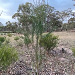 Acacia ligulata at Fentons Creek, VIC - 8 May 2022