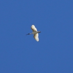 Threskiornis molucca (Australian White Ibis) at Katoomba Park, Campbell - 8 May 2022 by RodDeb