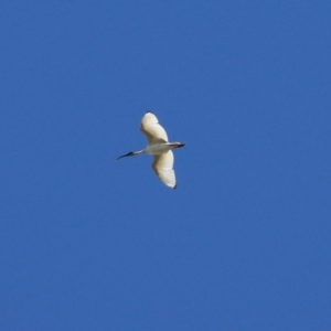 Threskiornis molucca at Campbell, ACT - 8 May 2022 11:25 AM