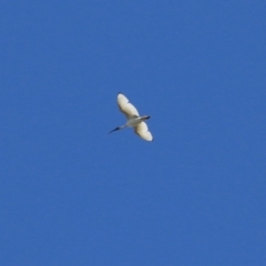 Threskiornis molucca at Campbell, ACT - 8 May 2022 11:25 AM