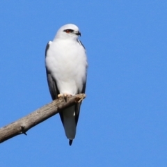 Elanus axillaris (Black-shouldered Kite) at Jerrabomberra, ACT - 8 May 2022 by RodDeb