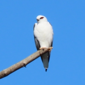 Elanus axillaris at Jerrabomberra, ACT - 8 May 2022