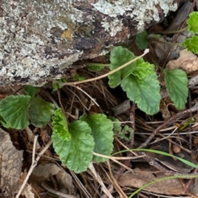 Pelargonium sp. (A Native Stork’s Bill) at Fentons Creek, VIC - 8 May 2022 by KL