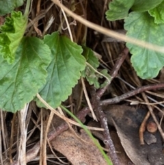 Pelargonium sp. at Fentons Creek, VIC - 8 May 2022