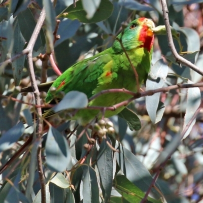 Lathamus discolor (Swift Parrot) at Campbell, ACT - 8 May 2022 by RodDeb