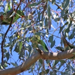 Lathamus discolor at Campbell, ACT - 8 May 2022