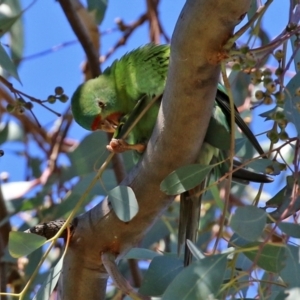 Lathamus discolor at Campbell, ACT - 8 May 2022