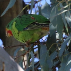 Lathamus discolor at Campbell, ACT - 8 May 2022