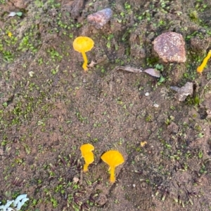 Lichenomphalia chromacea at Fentons Creek, VIC - 5 May 2022