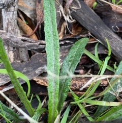 Senecio sp. (A Fireweed) at Fentons Creek, VIC - 8 May 2022 by KL