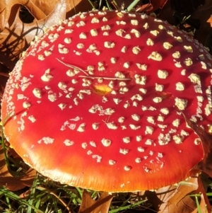 Amanita muscaria at Turner, ACT - 6 May 2022